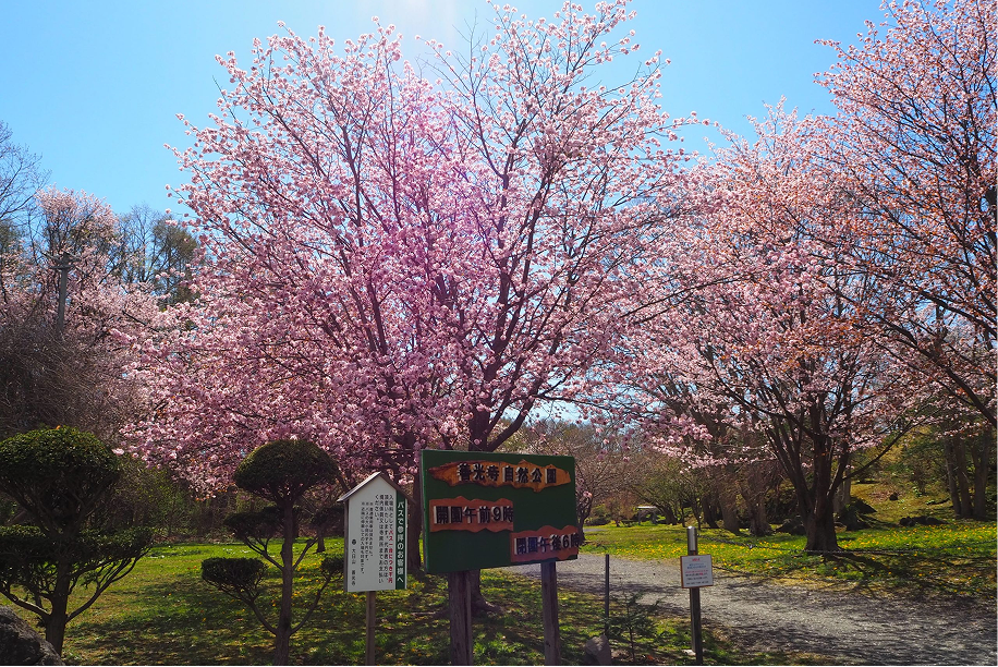 桜開花中の有珠善光寺自然公園