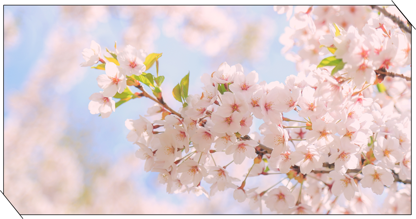 春の桜