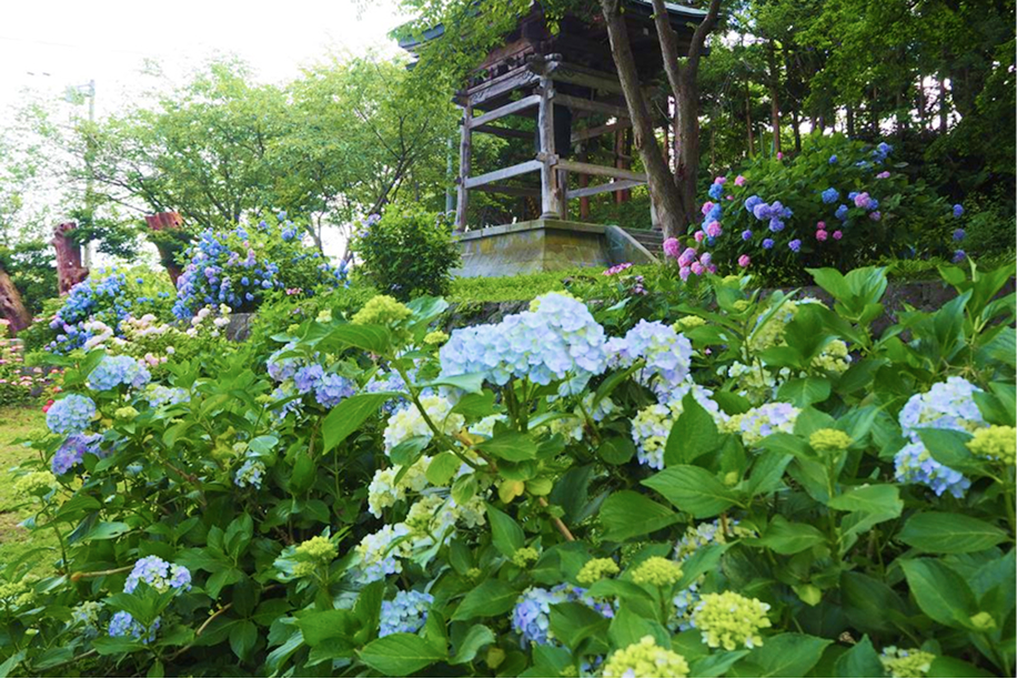 有珠善光寺の鐘楼を背景に咲き誇る紫陽花